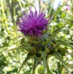 Silybum marianum at Franklin, ACT - 10 Nov 2020