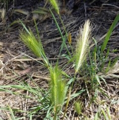 Hordeum leporinum (Barley Grass) at Franklin, ACT - 10 Nov 2020 by trevorpreston