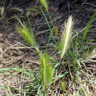 Hordeum leporinum (Barley Grass) at Franklin, ACT - 10 Nov 2020 by trevorpreston