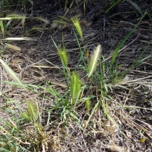 Hordeum leporinum at Franklin, ACT - 10 Nov 2020