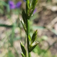 Lolium (genus) (Ryegrass) at Franklin, ACT - 10 Nov 2020 by trevorpreston