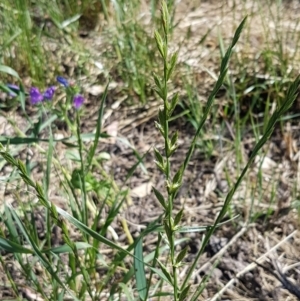 Lolium sp. at Franklin, ACT - 10 Nov 2020