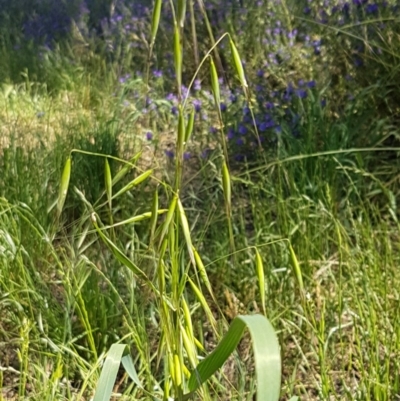 Avena (genus) (Wild Oats) at Franklin, ACT - 10 Nov 2020 by trevorpreston