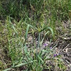 Avena sp. at Franklin, ACT - 10 Nov 2020