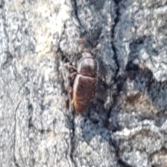 Nitidulidae sp. (family) (Sap beetle) at Budjan Galindji (Franklin Grassland) Reserve - 10 Nov 2020 by tpreston