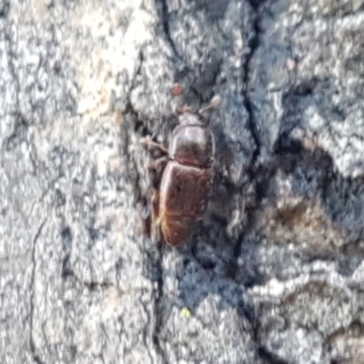 Nitidulidae sp. (family) (Sap beetle) at Budjan Galindji (Franklin Grassland) Reserve - 10 Nov 2020 by tpreston