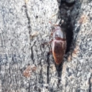 Nitidulidae sp. (family) at Franklin, ACT - 10 Nov 2020