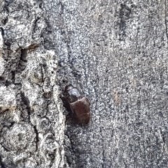 Nitidulidae sp. (family) at Franklin, ACT - 10 Nov 2020