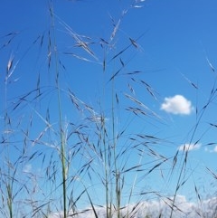 Austrostipa bigeniculata (Kneed Speargrass) at Franklin, ACT - 10 Nov 2020 by trevorpreston