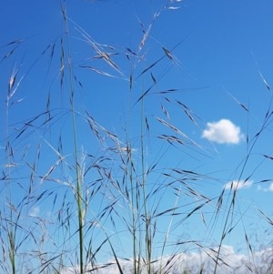 Austrostipa bigeniculata at Franklin, ACT - 10 Nov 2020