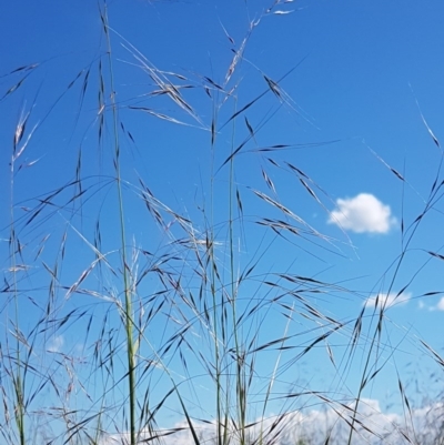 Austrostipa bigeniculata (Kneed Speargrass) at Franklin, ACT - 10 Nov 2020 by trevorpreston