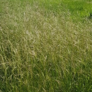 Austrostipa bigeniculata at Franklin, ACT - 10 Nov 2020