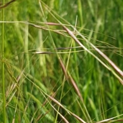 Austrostipa bigeniculata at Franklin, ACT - 10 Nov 2020 03:40 PM