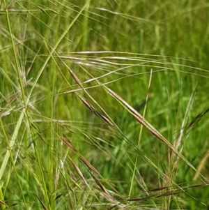 Austrostipa bigeniculata at Franklin, ACT - 10 Nov 2020