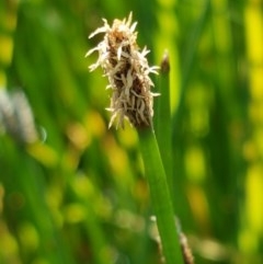 Eleocharis (genus) (Spike-rush) at Franklin, ACT - 10 Nov 2020 by trevorpreston