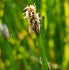 Eleocharis sp. (Spike-rush) at Franklin, ACT - 10 Nov 2020 by tpreston