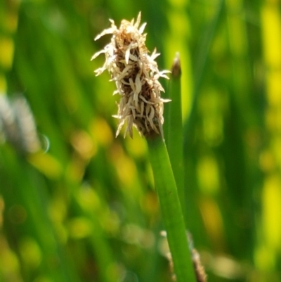 Eleocharis sp. (Spike-rush) at Franklin, ACT - 10 Nov 2020 by tpreston