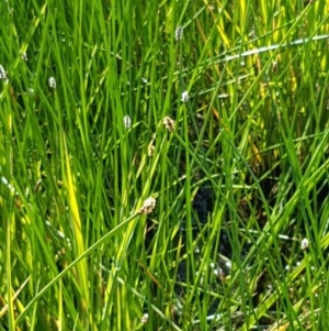 Eleocharis sp. at Franklin, ACT - 10 Nov 2020