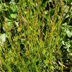 Juncus bufonius (Toad Rush) at Franklin, ACT - 10 Nov 2020 by tpreston