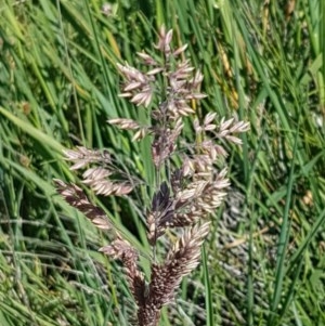 Holcus lanatus at Franklin, ACT - 10 Nov 2020