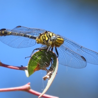 Austrogomphus australis (Inland Hunter) at Woodstock Nature Reserve - 10 Nov 2020 by Christine