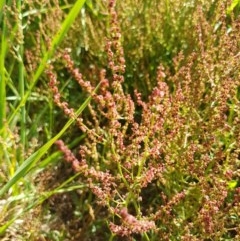 Rumex acetosella (Sheep Sorrel) at Budjan Galindji (Franklin Grassland) Reserve - 10 Nov 2020 by trevorpreston