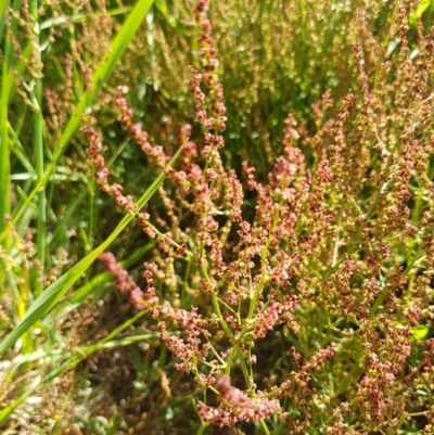 Rumex acetosella (Sheep Sorrel) at Budjan Galindji (Franklin Grassland) Reserve - 10 Nov 2020 by trevorpreston