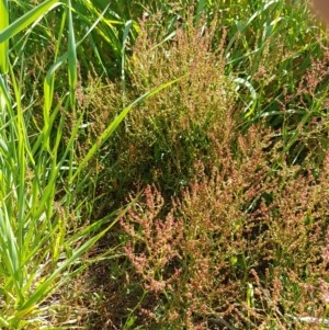 Rumex acetosella at Franklin, ACT - 10 Nov 2020