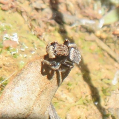 Maratus vespertilio (Bat-like peacock spider) at Woodstock Nature Reserve - 10 Nov 2020 by Christine