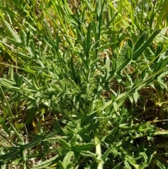 Cirsium vulgare (Spear Thistle) at Budjan Galindji (Franklin Grassland) Reserve - 10 Nov 2020 by tpreston
