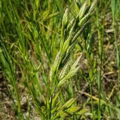 Bromus hordeaceus (A Soft Brome) at Franklin, ACT - 10 Nov 2020 by trevorpreston