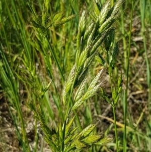 Bromus hordeaceus at Franklin, ACT - 10 Nov 2020 03:48 PM