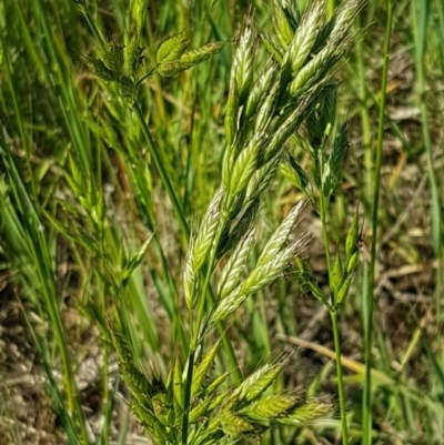 Bromus hordeaceus (A Soft Brome) at Franklin, ACT - 10 Nov 2020 by trevorpreston