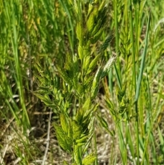 Bromus hordeaceus at Franklin, ACT - 10 Nov 2020