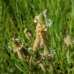 Plantago lanceolata (Ribwort Plantain, Lamb's Tongues) at Budjan Galindji (Franklin Grassland) Reserve - 10 Nov 2020 by trevorpreston