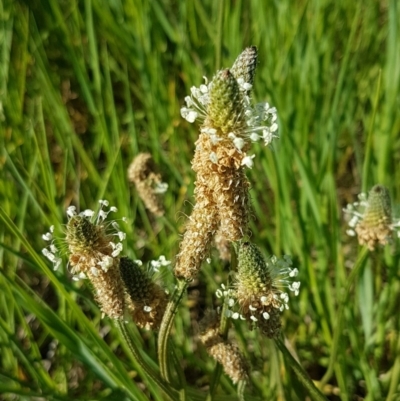 Plantago lanceolata (Ribwort Plantain, Lamb's Tongues) at Budjan Galindji (Franklin Grassland) Reserve - 10 Nov 2020 by trevorpreston