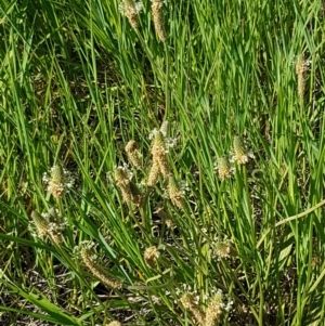 Plantago lanceolata at Franklin, ACT - 10 Nov 2020