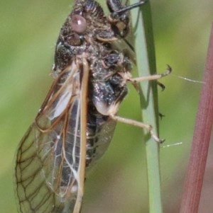 Myopsalta waterhousei at O'Connor, ACT - 10 Nov 2020