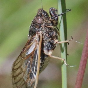 Myopsalta waterhousei at O'Connor, ACT - 10 Nov 2020