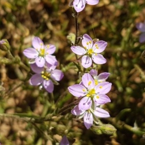 Spergularia rubra at Franklin, ACT - 10 Nov 2020