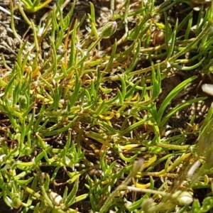 Spergularia rubra at Franklin, ACT - 10 Nov 2020