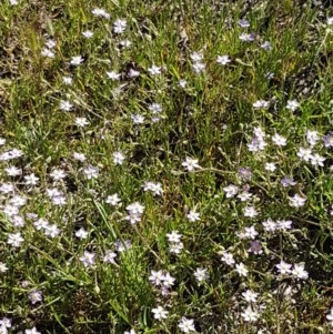 Spergularia rubra at Franklin, ACT - 10 Nov 2020