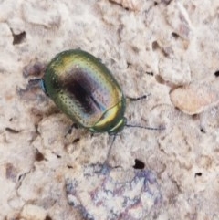 Chrysolina quadrigemina (Greater St Johns Wort beetle) at Franklin, ACT - 10 Nov 2020 by trevorpreston