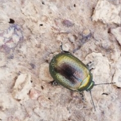 Chrysolina quadrigemina at Franklin, ACT - 10 Nov 2020 03:55 PM