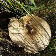 Agaricus sp. (Agaricus) at Budjan Galindji (Franklin Grassland) Reserve - 10 Nov 2020 by tpreston