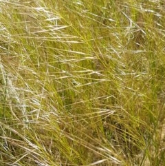 Austrostipa scabra (Corkscrew Grass, Slender Speargrass) at Harrison, ACT - 10 Nov 2020 by tpreston