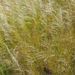 Austrostipa scabra at Harrison, ACT - 10 Nov 2020