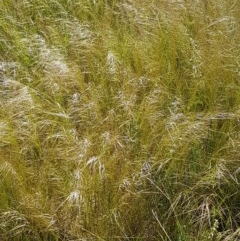 Austrostipa scabra at Harrison, ACT - 10 Nov 2020