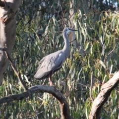 Egretta novaehollandiae (White-faced Heron) at Albury - 2 Nov 2020 by PaulF