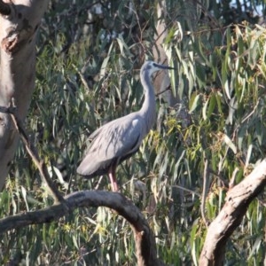 Egretta novaehollandiae at Splitters Creek, NSW - 2 Nov 2020 05:38 PM